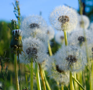 Close-up of dandelion flower on field