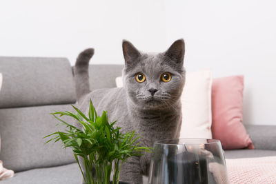 Close-up of cat sitting on table