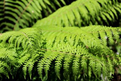 Close-up of fern