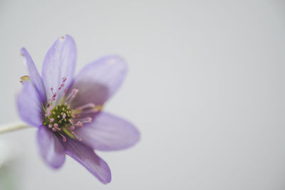 Close-up of pink flower against white background