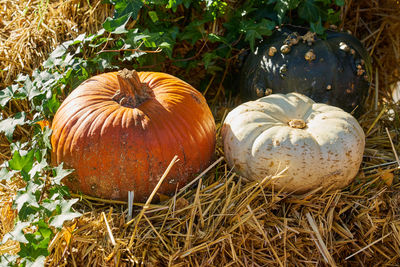 Pumpkins on field