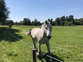 Horse in the field