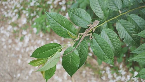 Close-up of green leaves