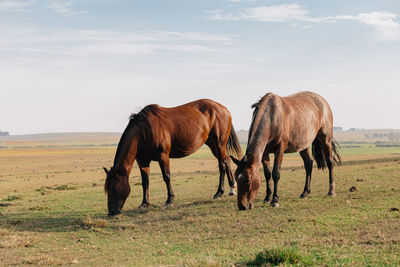 Horses on a field