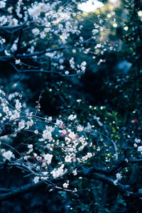 Close-up of snow on tree