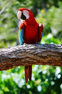 Portrait of red parrot perching on branch