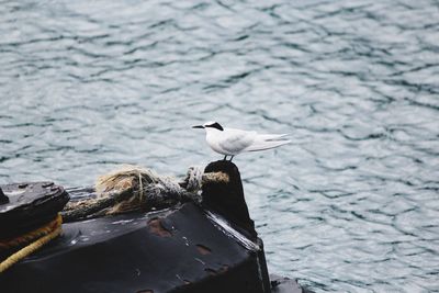 A bird sitting on the wooden stand 