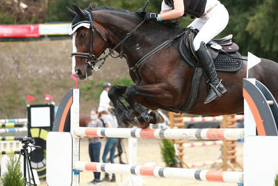 Close-up of horse standing outdoors