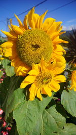 Close-up of sunflower