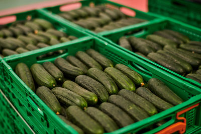 Ripe tasty cucumbers placed in rows in plastic boxes and stacked in facility of agricultural farm