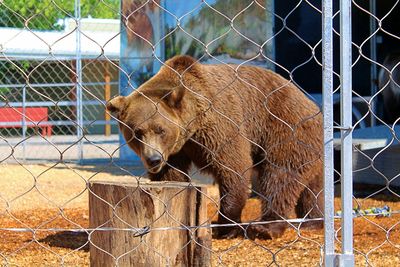 View of bear in cage at zoo