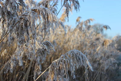 Close-up of frozen pampas grass against sky