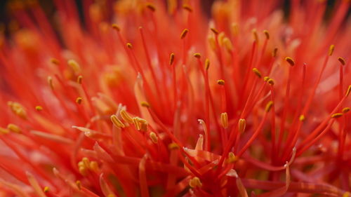 Close-up of red flowering plant