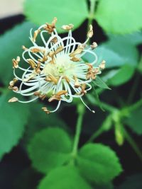 Close-up of honey bee on flower