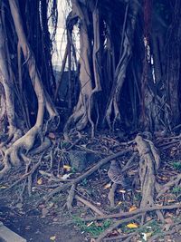 View of tree trunk