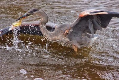 Close-up of bird foraging in lake