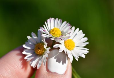 Close-up of hand holding flower