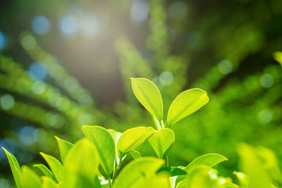 Close-up of leaves against blurred background