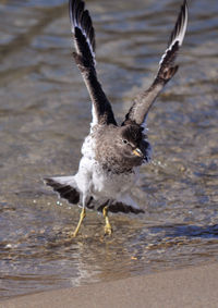 Bird flying over water