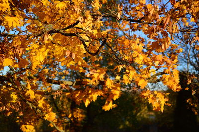 Low angle view of autumnal tree