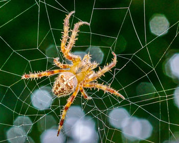 Close-up of spider on web