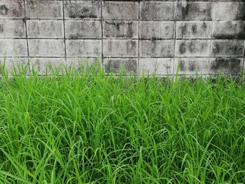Grassy field against wall