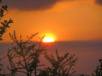 Silhouette plants against romantic sky at sunset
