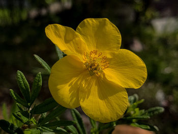 Close-up of yellow flowering plant