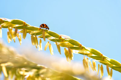 Close-up of bee pollinating on flower