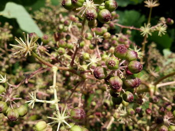 Close-up of flowers blooming outdoors