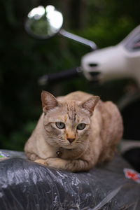 Close-up portrait of a cat