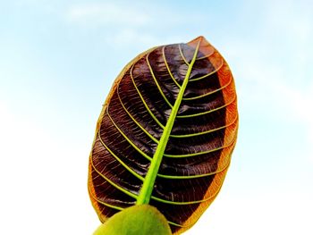 Low angle view of plant against sky