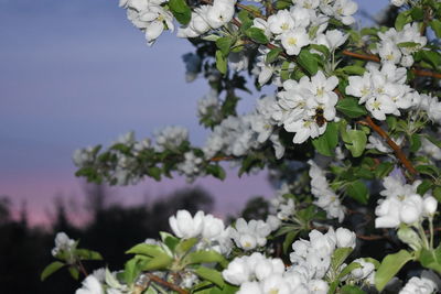 Close-up of white cherry blossom