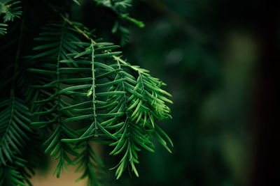 Close-up of pine tree