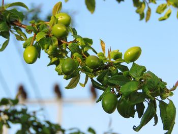 Low angle view of fruits on tree against sky