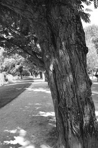 Road amidst trees