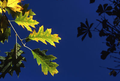 Low angle view of maple leaves against clear blue sky