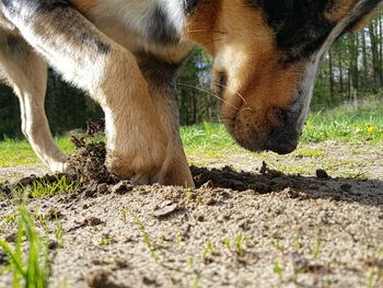 Close-up of dog on field