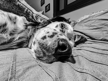 Close-up portrait of a dog resting on bed