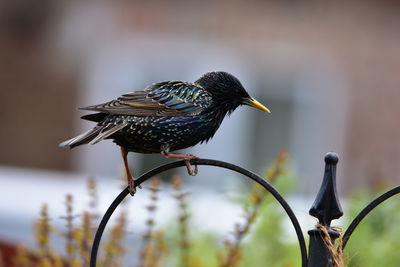 Close-up of bird perching on a branch