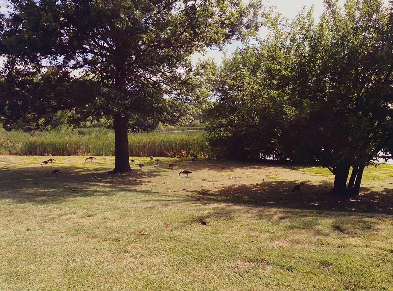 tree, tranquility, grass, growth, nature, tree trunk, tranquil scene, field, landscape, sunlight, shadow, beauty in nature, park - man made space, branch, scenics, day, outdoors, green color, grassy, non-urban scene