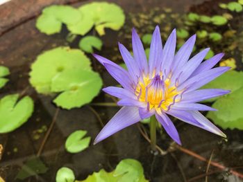 Close-up of lotus water lily in pond