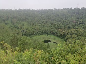 Scenic view of forest against sky