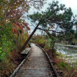 Railroad track amidst trees in forest