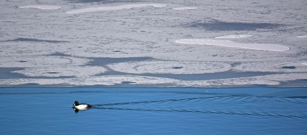 Scenic view of bird in sea