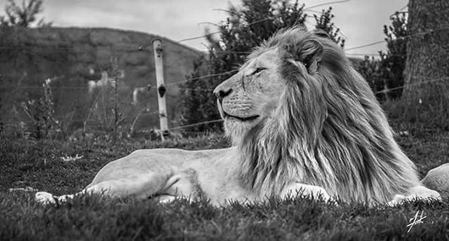 animal themes, one animal, mammal, domestic animals, field, grass, animal head, focus on foreground, animals in the wild, side view, wildlife, animal hair, nature, looking away, livestock, relaxation, herbivorous, close-up, outdoors, no people