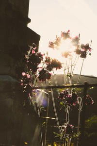 Close-up of plants against the sky