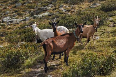 Horses standing on field