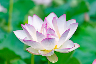 Close-up of water lily in lake