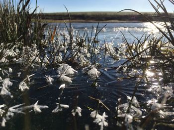 Close-up of plants against calm lake